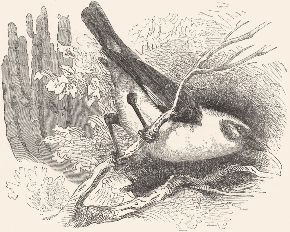 BIRDS. Passerine. Weaver. Dinemelli's Buffalo Bird c1870 old antique print